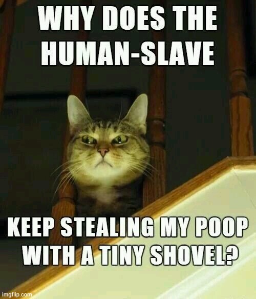Stealing cat poop | image tagged in cats,cat,funny cats,funny cat memes,lolcats | made w/ Imgflip meme maker