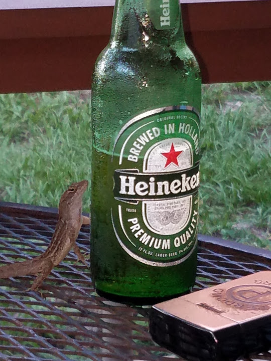 lizard with heineken Blank Meme Template