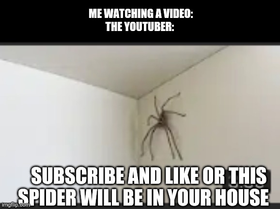 spider warning | ME WATCHING A VIDEO:
THE YOUTUBER:; SUBSCRIBE AND LIKE OR THIS SPIDER WILL BE IN YOUR HOUSE | image tagged in spider | made w/ Imgflip meme maker