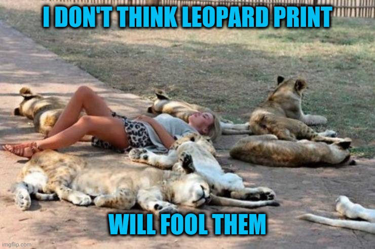 Look at all the pussies! | I DON'T THINK LEOPARD PRINT; WILL FOOL THEM | image tagged in lions,pretend leopard | made w/ Imgflip meme maker