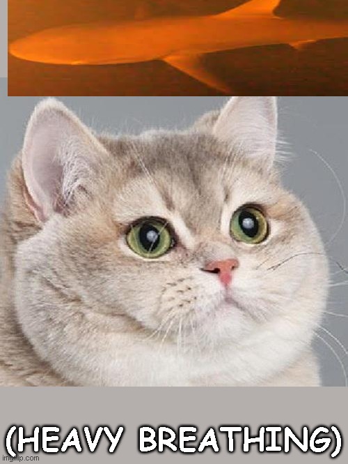 So Um yeah, Sharks live inside volcanoes now... I'm scared please help me. | (HEAVY BREATHING) | image tagged in breathing intensifies,sharks,memes,heavy breathing cat,oh god why | made w/ Imgflip meme maker
