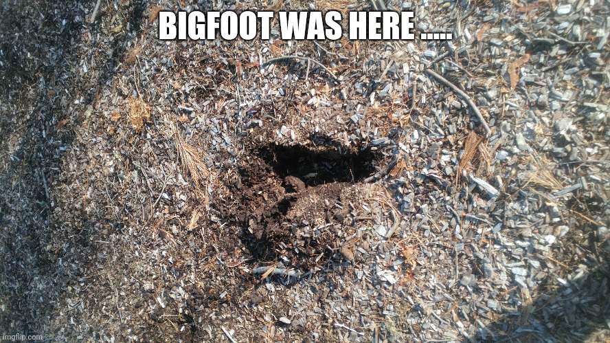 His name is Darryl | BIGFOOT WAS HERE ..... | image tagged in bigfoot | made w/ Imgflip meme maker