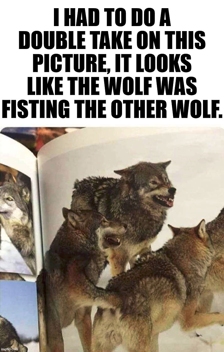 I am not judging these wolves, they can do what they want. | I HAD TO DO A DOUBLE TAKE ON THIS PICTURE, IT LOOKS LIKE THE WOLF WAS FISTING THE OTHER WOLF. | image tagged in fist,wolves,totally looks like,funny picture | made w/ Imgflip meme maker