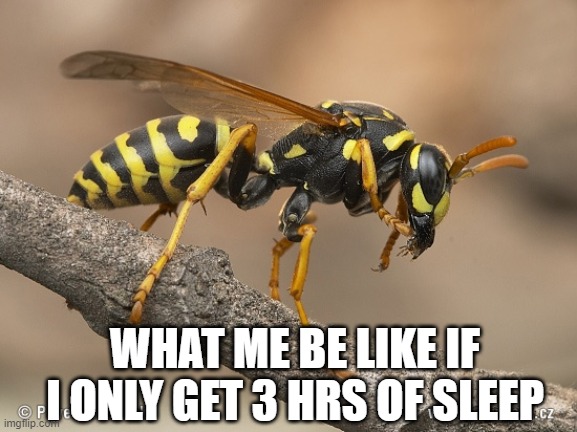 Can u relate? | WHAT ME BE LIKE IF I ONLY GET 3 HRS OF SLEEP | image tagged in wasp | made w/ Imgflip meme maker