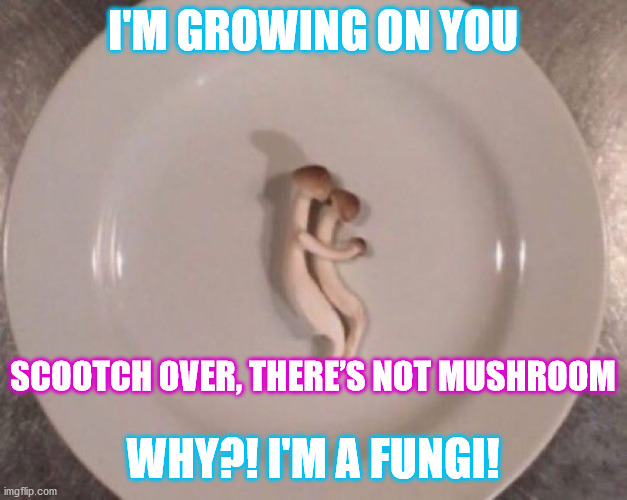 Mushroom Cuddle | I'M GROWING ON YOU; SCOOTCH OVER, THERE’S NOT MUSHROOM; WHY?! I'M A FUNGI! | image tagged in mushroom,haiku,bad pun,mushrooms | made w/ Imgflip meme maker