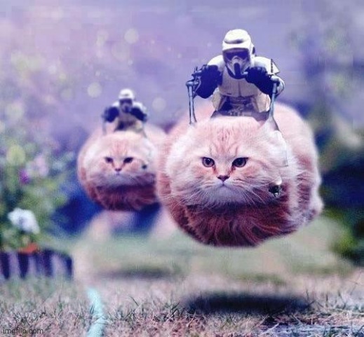 The new official form of transportation for the troopers | image tagged in storm trooper cats | made w/ Imgflip meme maker