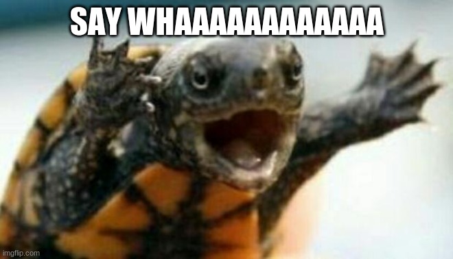 Turtle Say What? | SAY WHAAAAAAAAAAAA | image tagged in turtle say what | made w/ Imgflip meme maker