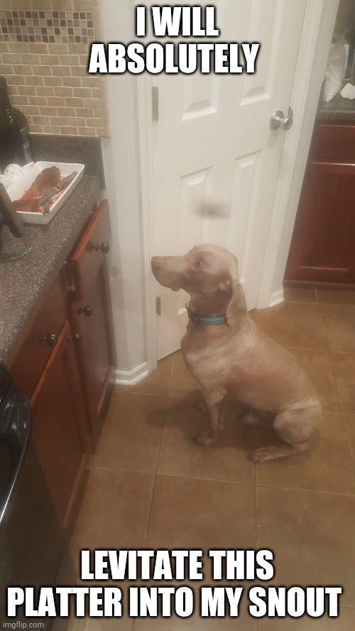 Hound with telekinetic power | I WILL ABSOLUTELY; LEVITATE THIS PLATTER INTO MY SNOUT | image tagged in telekinetic hound | made w/ Imgflip meme maker