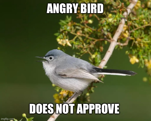 Angry bird | ANGRY BIRD; DOES NOT APPROVE | image tagged in real life angry bird | made w/ Imgflip meme maker