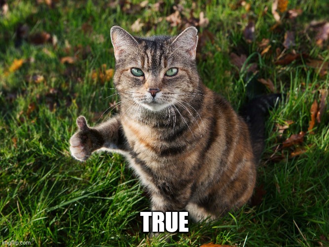 THUMBS UP CAT | TRUE | image tagged in thumbs up cat | made w/ Imgflip meme maker