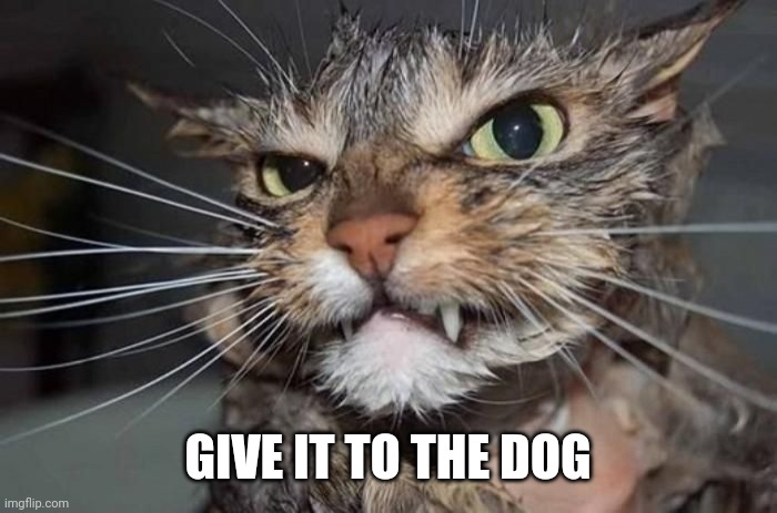 Angry Mad Cat | GIVE IT TO THE DOG | image tagged in angry mad cat | made w/ Imgflip meme maker