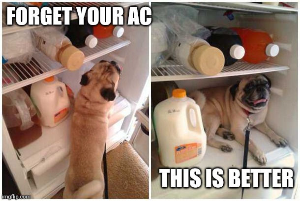 HAS A SNACK RIGHT THERE TOO | FORGET YOUR AC; THIS IS BETTER | image tagged in dogs,dog,pug,fridge | made w/ Imgflip meme maker