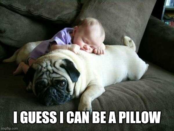 COZY PILLOW | I GUESS I CAN BE A PILLOW | image tagged in dog,baby,pug | made w/ Imgflip meme maker