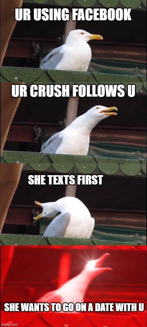 Inhaling Seagull | UR USING FACEBOOK; UR CRUSH FOLLOWS U; SHE TEXTS FIRST; SHE WANTS TO GO ON A DATE WITH U | image tagged in memes,inhaling seagull | made w/ Imgflip meme maker