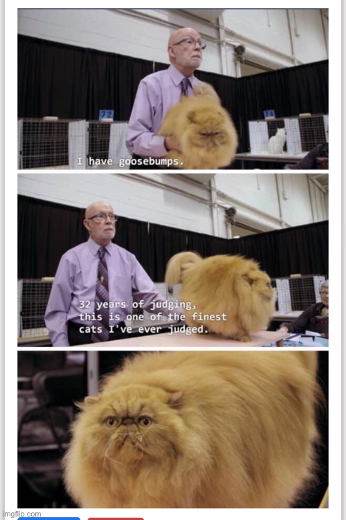 THE CAT. THE FLUFF. I F**KING CANT. | image tagged in cats,fluffy | made w/ Imgflip meme maker