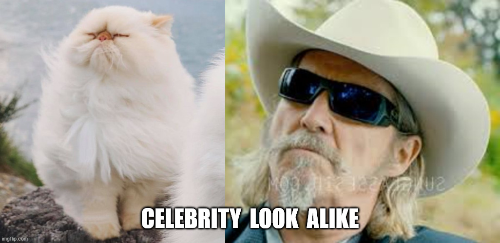 Funny, Cats | CELEBRITY  LOOK  ALIKE | image tagged in funny,cats,funny cats,cat memes,funny cat memes | made w/ Imgflip meme maker