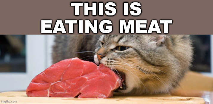 cat eating meat | THIS IS EATING MEAT | image tagged in cat eating meat | made w/ Imgflip meme maker