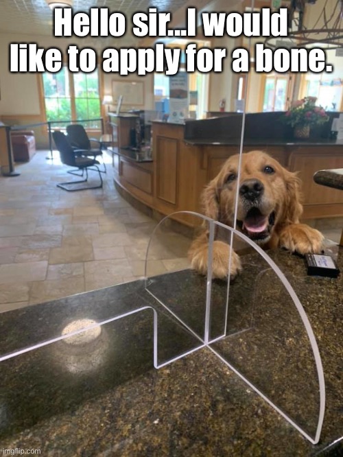 A Low Interest Bone | Hello sir...I would like to apply for a bone. | image tagged in funny memes,dogs | made w/ Imgflip meme maker