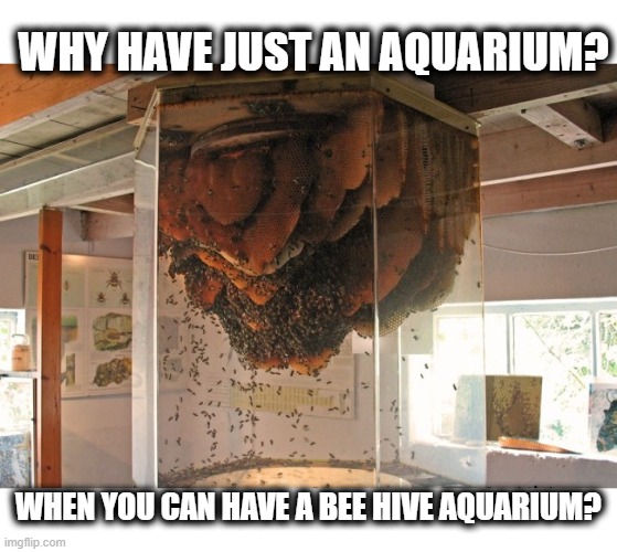Free honey as a bonus! | WHY HAVE JUST AN AQUARIUM? WHEN YOU CAN HAVE A BEE HIVE AQUARIUM? | image tagged in memes,fun,pets,aquarium | made w/ Imgflip meme maker