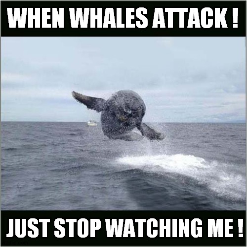Whale Ahoy ! | WHEN WHALES ATTACK ! JUST STOP WATCHING ME ! | image tagged in fun,whales | made w/ Imgflip meme maker