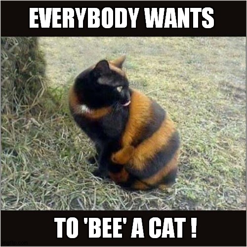 To 'Bee' Or Not To 'Bee' A Cat | EVERYBODY WANTS; TO 'BEE' A CAT ! | image tagged in cats,shakespeare,bees | made w/ Imgflip meme maker