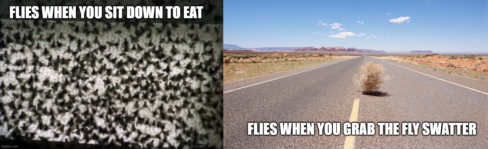flies | FLIES WHEN YOU SIT DOWN TO EAT; FLIES WHEN YOU GRAB THE FLY SWATTER | image tagged in bugs,pests,flies,swatter,funny | made w/ Imgflip meme maker