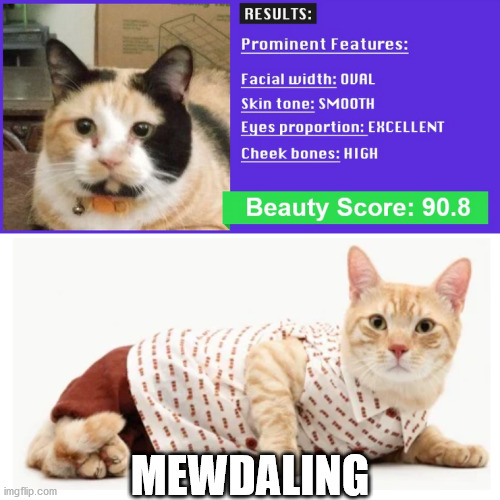 Cats = Divas | MEWDALING | image tagged in beauty analysis,cats,modeling | made w/ Imgflip meme maker
