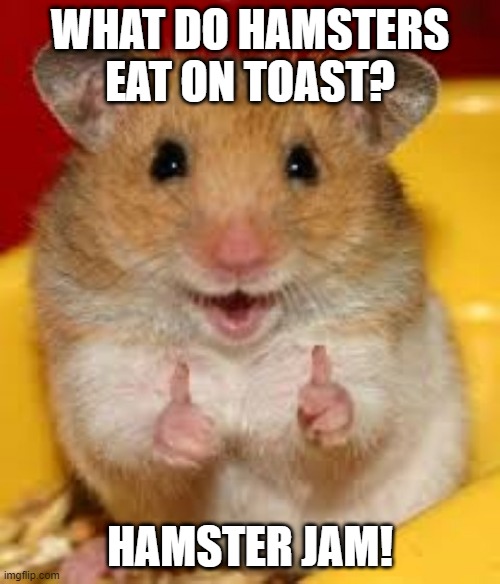 What do Hamsters eat on toast? | WHAT DO HAMSTERS EAT ON TOAST? HAMSTER JAM! | image tagged in thumbs up hamster | made w/ Imgflip meme maker