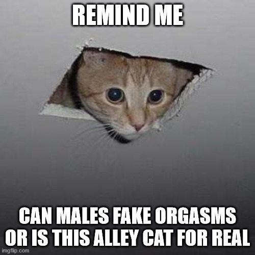 Ceiling Cat Meme | REMIND ME; CAN MALES FAKE ORGASMS OR IS THIS ALLEY CAT FOR REAL | image tagged in memes,ceiling cat | made w/ Imgflip meme maker