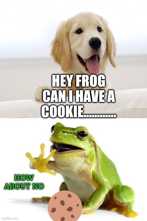 HEY FROG CAN I HAVE A COOKIE............ HOW ABOUT NO | image tagged in frogs,dogs,cookies | made w/ Imgflip meme maker