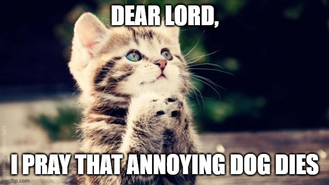 shame on you kitty | DEAR LORD, I PRAY THAT ANNOYING DOG DIES | image tagged in praying cat,cats,dogs,memes,funny | made w/ Imgflip meme maker