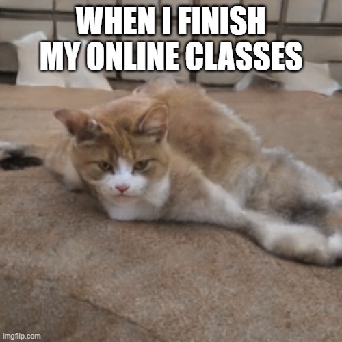 Spread out cat | WHEN I FINISH MY ONLINE CLASSES | image tagged in cat,glitch | made w/ Imgflip meme maker