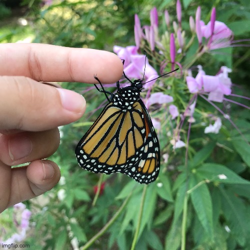 finger reveal and 2 of my butterflies are now free | image tagged in hobby | made w/ Imgflip meme maker