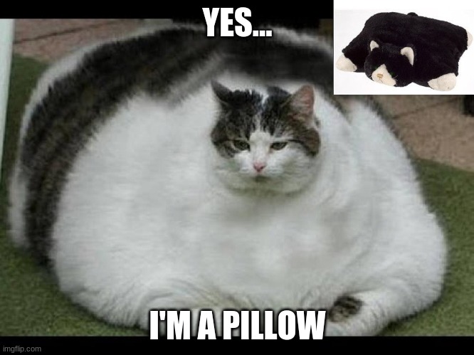 fat cat | YES... I'M A PILLOW | image tagged in fat cat nofx | made w/ Imgflip meme maker