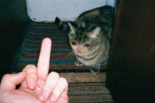 Sad Cat Being Flipped Off Blank Meme Template