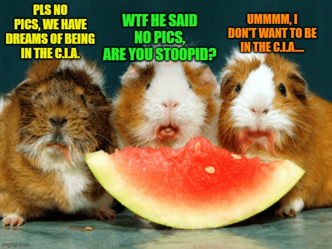 Random Thoughts of Guinea Pigs Eating Watermelon | WTF HE SAID NO PICS, ARE YOU STOOPID? UMMMM, I DON'T WANT TO BE IN THE C.I.A.... PLS NO PICS, WE HAVE DREAMS OF BEING IN THE C.I.A. | image tagged in guinea pig,watermelon | made w/ Imgflip meme maker