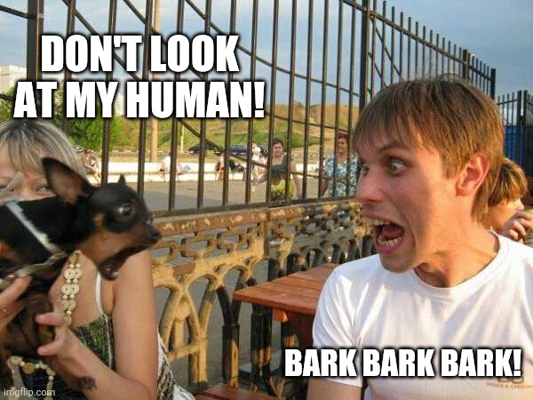 A SCREAM FIGHT | DON'T LOOK AT MY HUMAN! BARK BARK BARK! | image tagged in dogs,dog | made w/ Imgflip meme maker