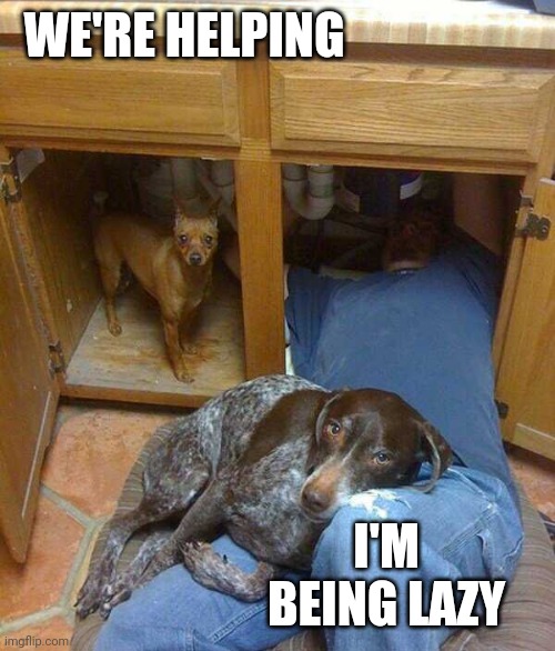 MAMA BEST FRIEND | WE'RE HELPING; I'M BEING LAZY | image tagged in dogs,dog | made w/ Imgflip meme maker