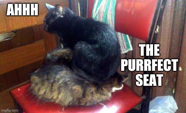 IT'S WARM AND VIBRATES | THE PURRFECT SEAT; AHHH | image tagged in cats,funny cats | made w/ Imgflip meme maker