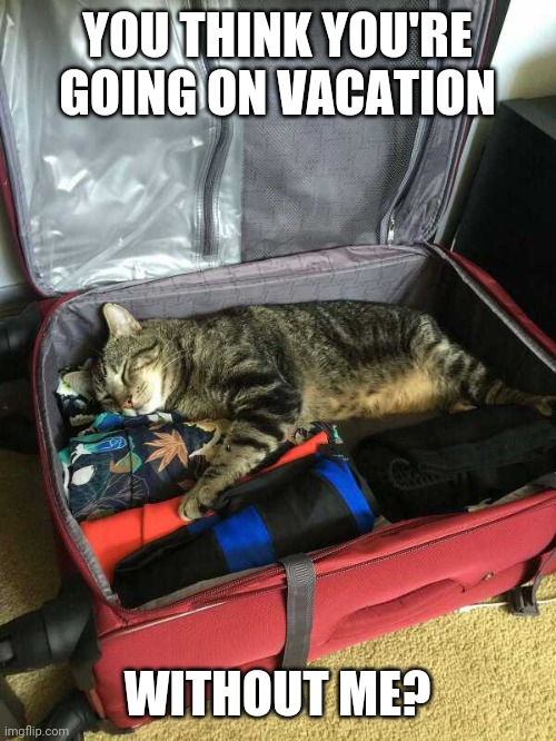 KITTY WANTS TO GO | YOU THINK YOU'RE GOING ON VACATION; WITHOUT ME? | image tagged in cats,funny cats | made w/ Imgflip meme maker