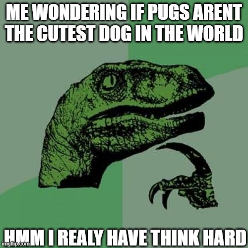 Philosoraptor | ME WONDERING IF PUGS ARENT THE CUTEST DOG IN THE WORLD; HMM I REALY HAVE THINK HARD | image tagged in memes,philosoraptor | made w/ Imgflip meme maker