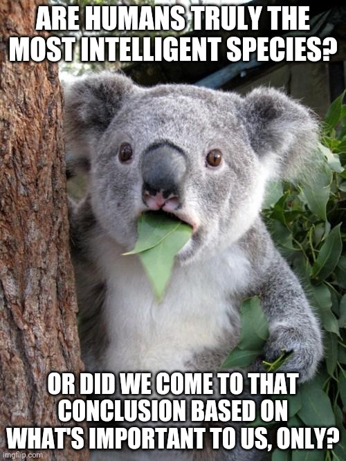 I know my answer, and I e heard interesting answers, but it maybe isn't as simple as it  appears. | ARE HUMANS TRULY THE MOST INTELLIGENT SPECIES? OR DID WE COME TO THAT CONCLUSION BASED ON WHAT'S IMPORTANT TO US, ONLY? | image tagged in memes,surprised koala | made w/ Imgflip meme maker