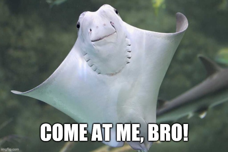 Happy Stingray | COME AT ME, BRO! | image tagged in happy stingray | made w/ Imgflip meme maker
