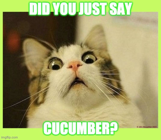 did you just say cucumber? | DID YOU JUST SAY; CUCUMBER? | image tagged in cucumber,cat | made w/ Imgflip meme maker