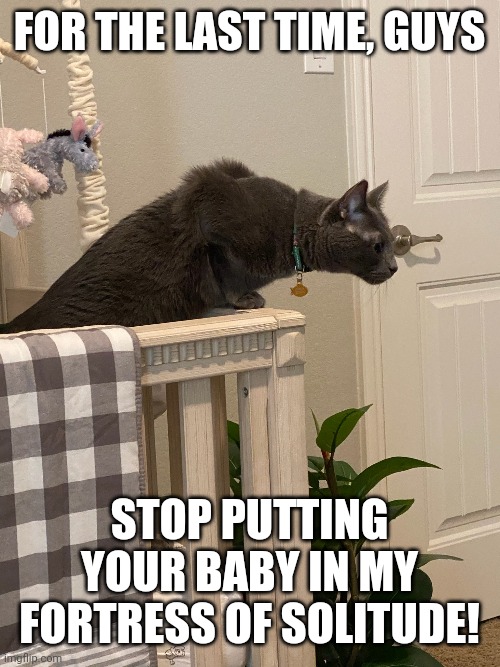 This is my Fortress of Solitude | FOR THE LAST TIME, GUYS; STOP PUTTING YOUR BABY IN MY FORTRESS OF SOLITUDE! | image tagged in black cat,baby | made w/ Imgflip meme maker