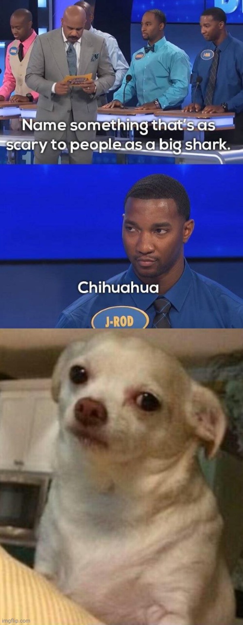 Image title was eaten by giant shark sized Chihuahua | image tagged in concerned chihuahua,funny,fail,memes,family feud | made w/ Imgflip meme maker