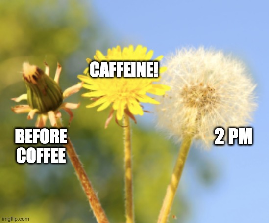 Dandelion Coffee | CAFFEINE! 2 PM; BEFORE COFFEE | image tagged in coffee,flowers,energy | made w/ Imgflip meme maker