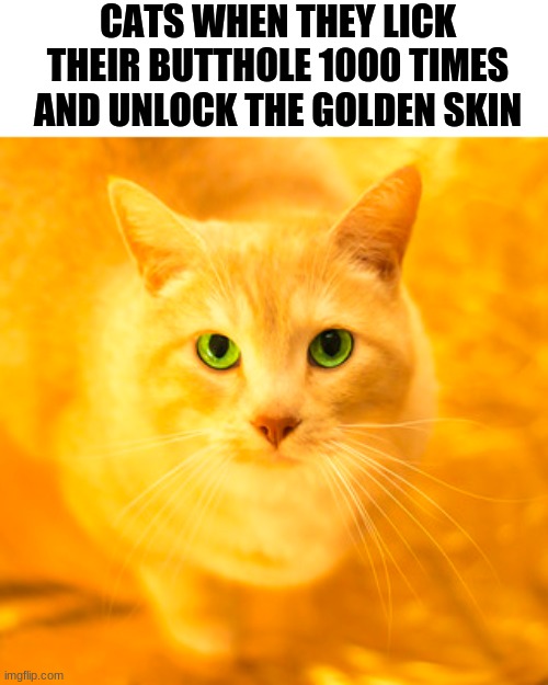 Golden Cat | CATS WHEN THEY LICK
THEIR BUTTHOLE 1000 TIMES
AND UNLOCK THE GOLDEN SKIN | image tagged in cat | made w/ Imgflip meme maker