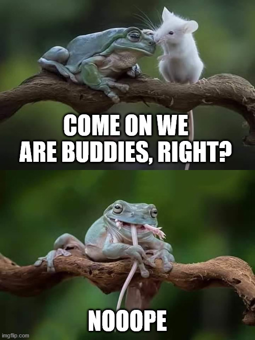 frog mouse1 | COME ON WE ARE BUDDIES, RIGHT? NOOOPE | image tagged in frog mouse1 | made w/ Imgflip meme maker