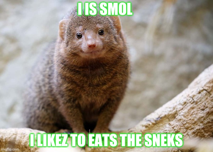 Mongoose | I IS SMOL I LIKEZ TO EATS THE SNEKS | image tagged in mongoose,cute animals | made w/ Imgflip meme maker